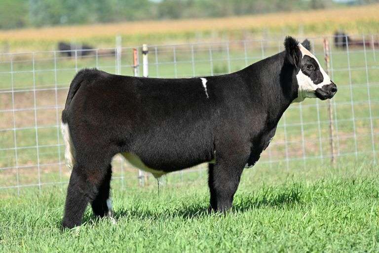 TAG 3 STEER