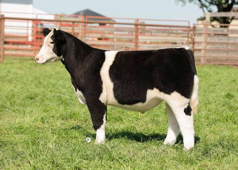 TAG 1 STEER