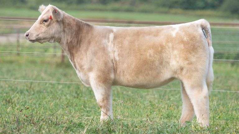 TAG 005 HEIFER