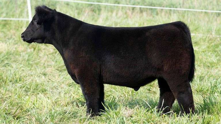 TAG 3 STEER