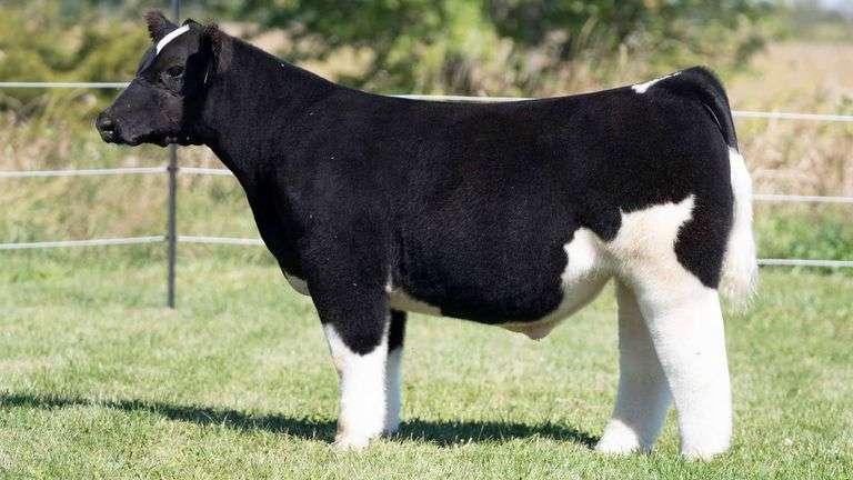 TAG 7 STEER