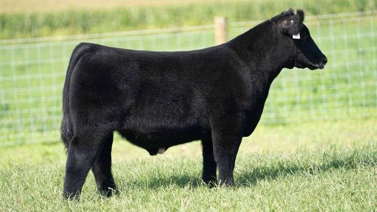 TAG 7 STEER