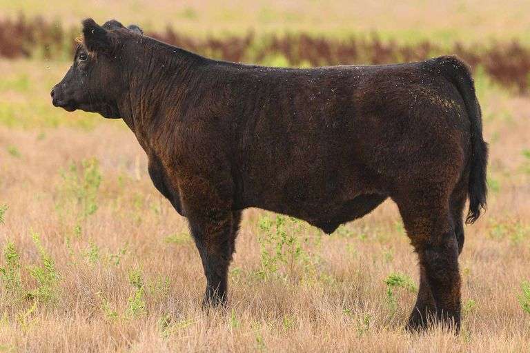 LOT 69 STEER
