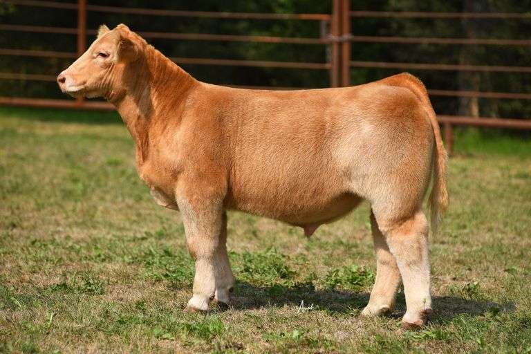 TAG 372 STEER