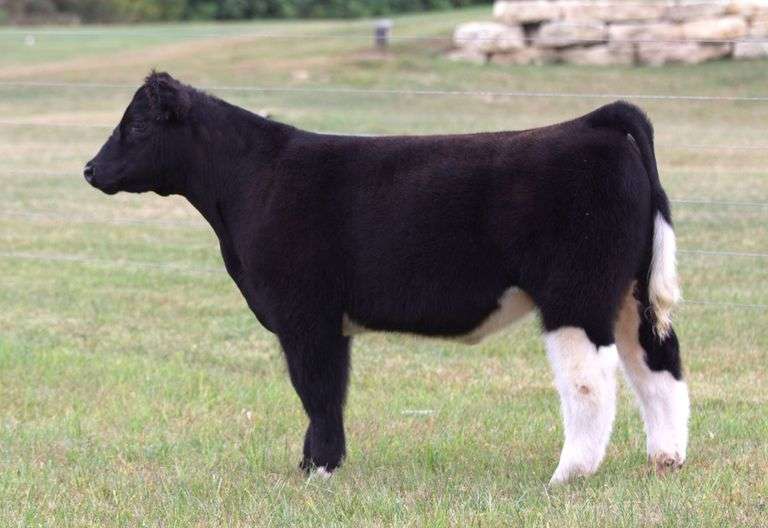 TAG 6 STEER