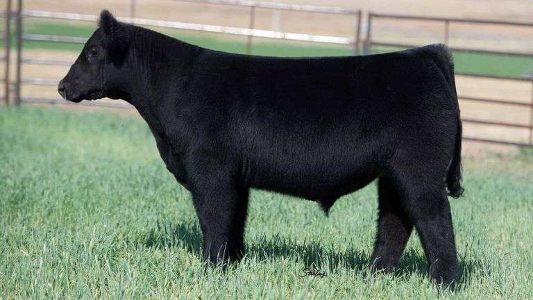 TAG 1-136 STEER