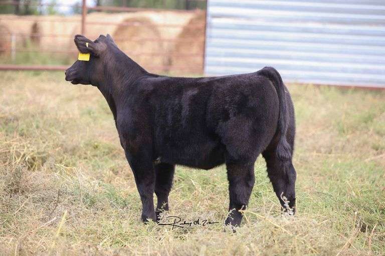 TAG 13S1 HEIFER