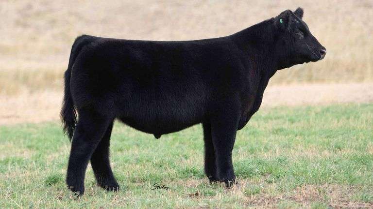TAG 50 STEER