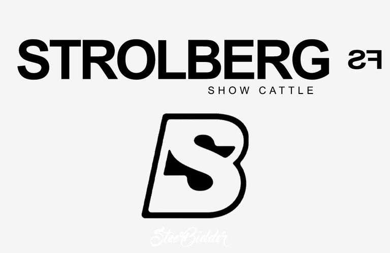 9/19/21 STROLBERG FARMS SHOW CATTLE