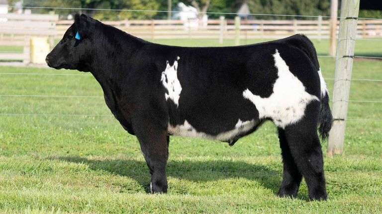 TAG 3 STEER