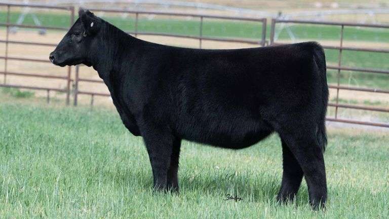 TAG 0070 HEIFER