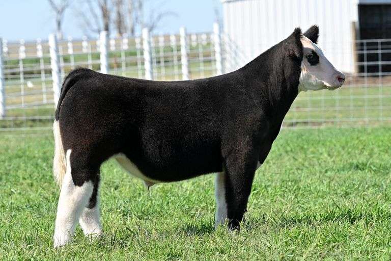 TAG 9 STEER