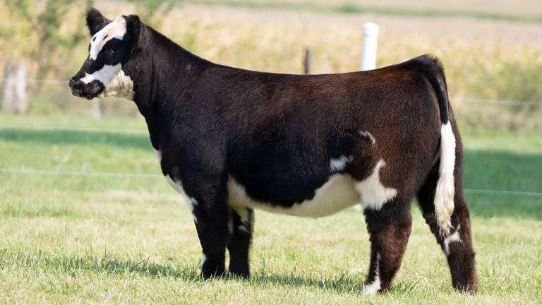 TAG 7 HEIFER