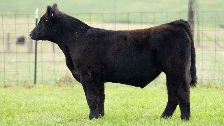 TAG 31 STEER