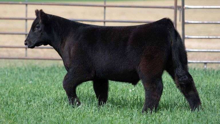 TAG 1-2 STEER