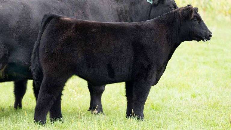 TAG 660 STEER