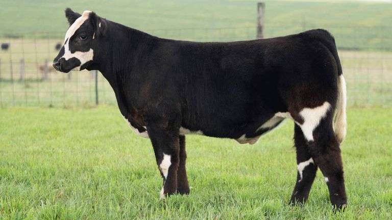 TAG 7 STEER