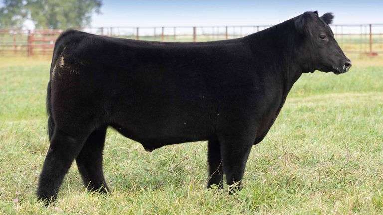 TAG 460 STEER