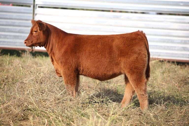 TAG 1645 HEIFER