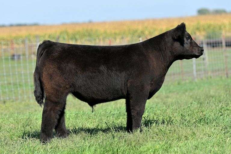 TAG 1 STEER