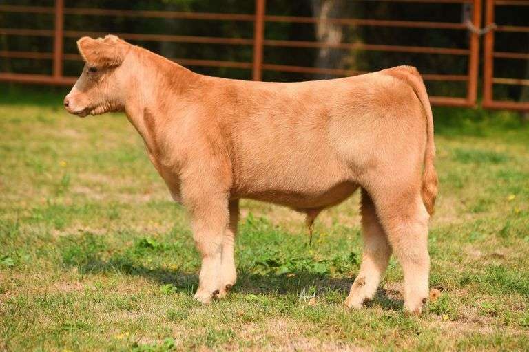 TAG 202 STEER