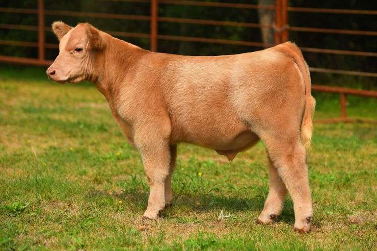 TAG 344 BULL/STEER