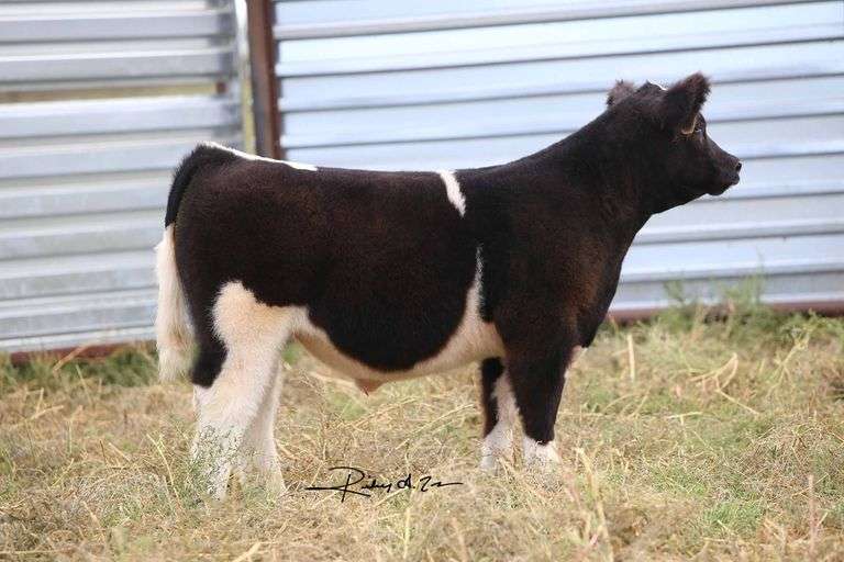 TAG 2842 STEER