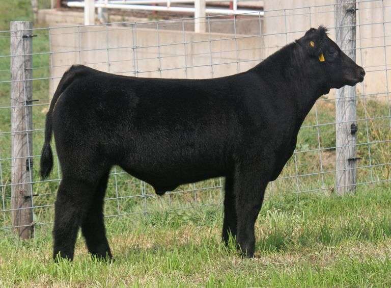 TAG 142-30 STEER