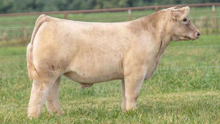 TAG 583 STEER