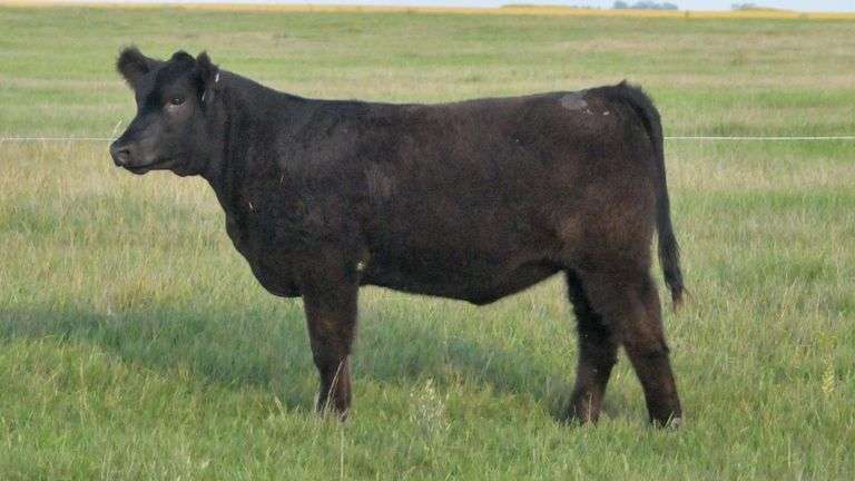 TAG 2/770 HEIFER