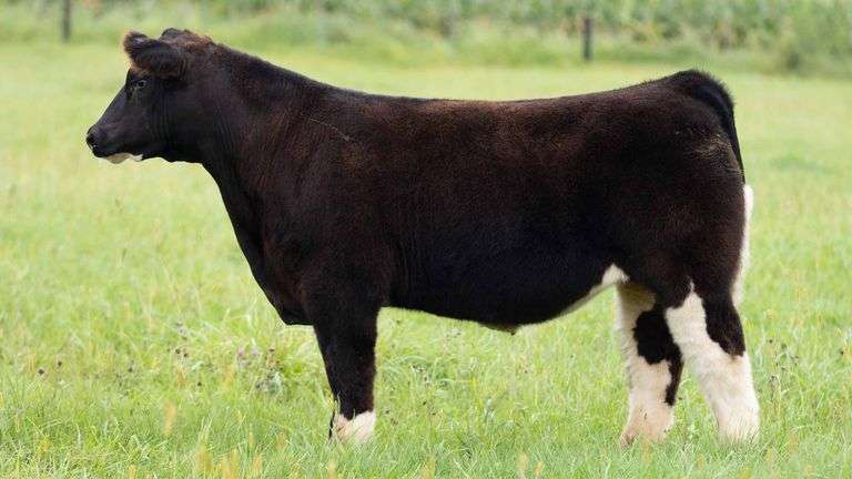 TAG 463 STEER
