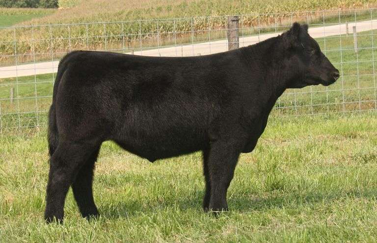 TAG 12-3X STEER