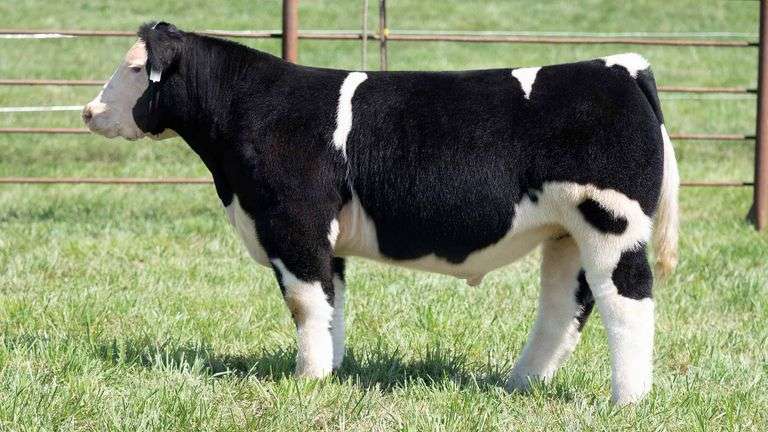 TAG 1 STEER