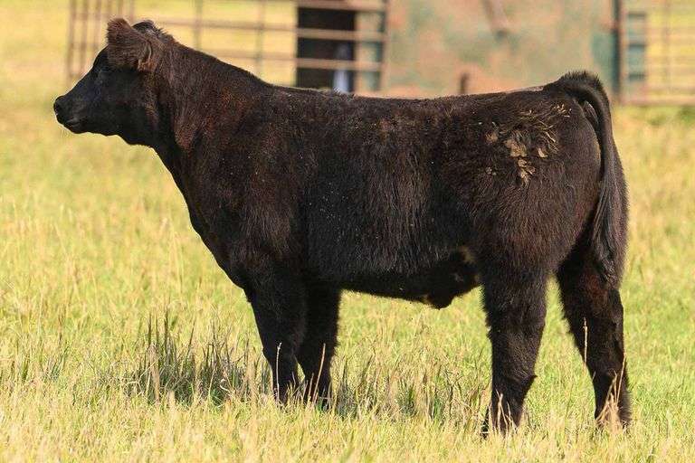 TAG 68 STEER