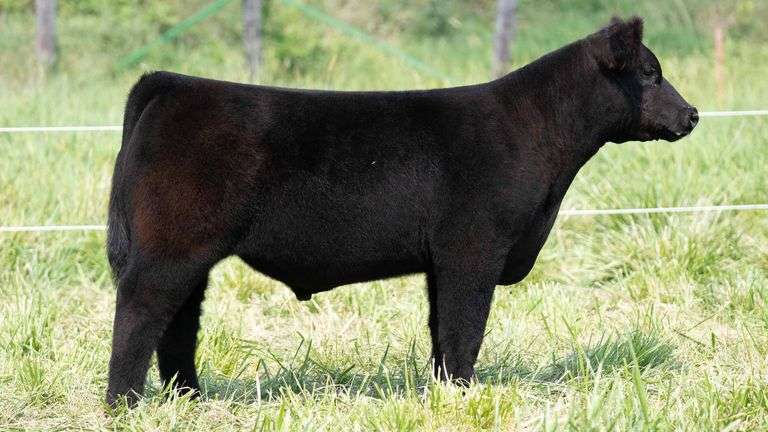 TAG 6 STEER