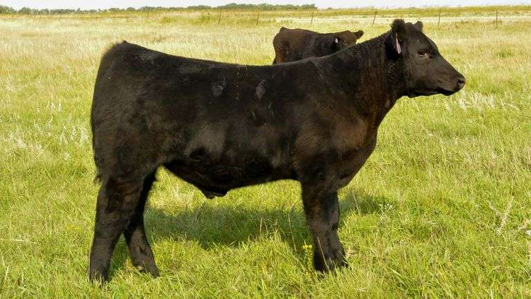 TAG 0/801 STEER