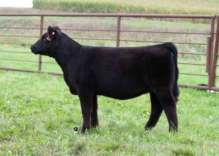 TAG 2180 HEIFER