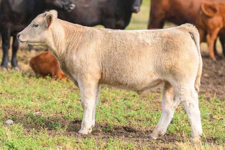 LOT 50 STEER