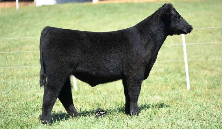 TAG 6 STEER