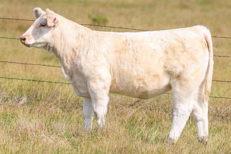 LOT 40 HEIFER