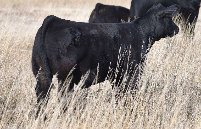 TAG G08 HEIFER