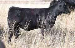 TAG G08 HEIFER