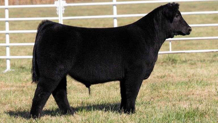 Tag 2013 Steer Steerbidder