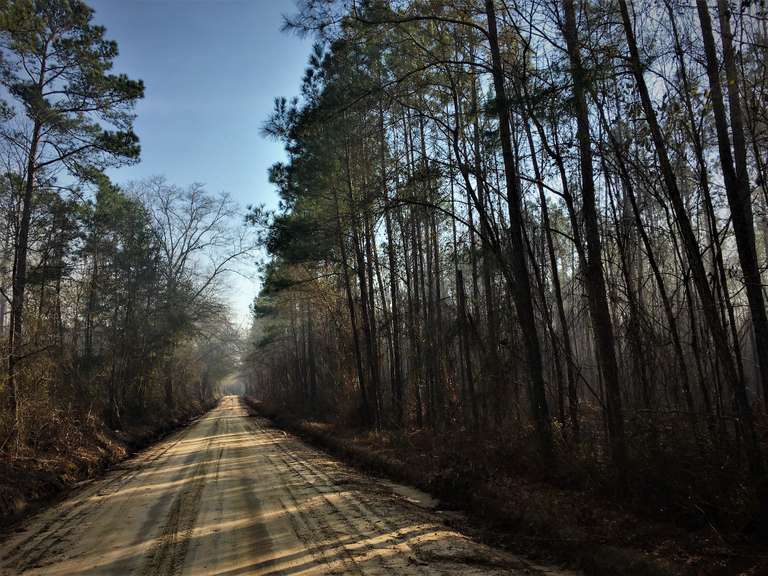 Bulloch County, GA Land Auction