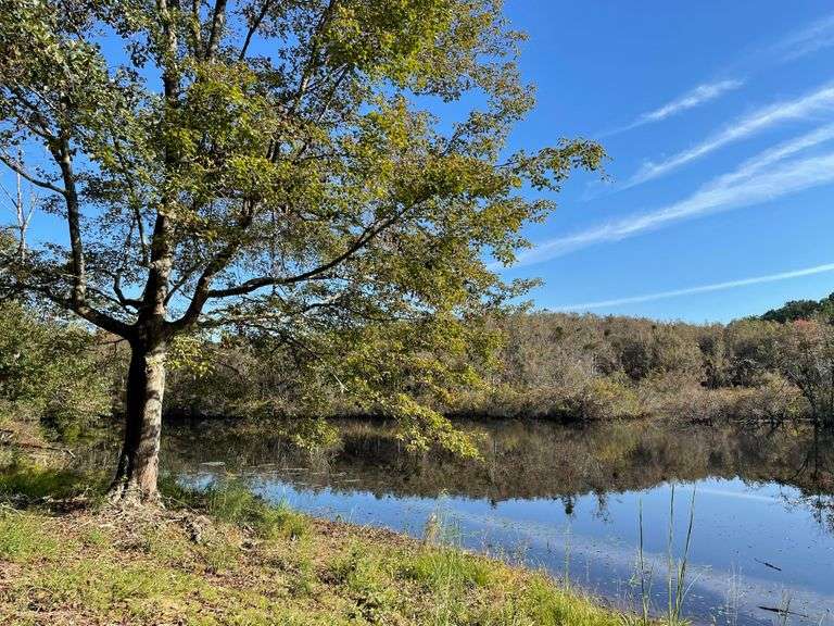 250+ acres, hunting cabin, and pond - Bulloch County, GA