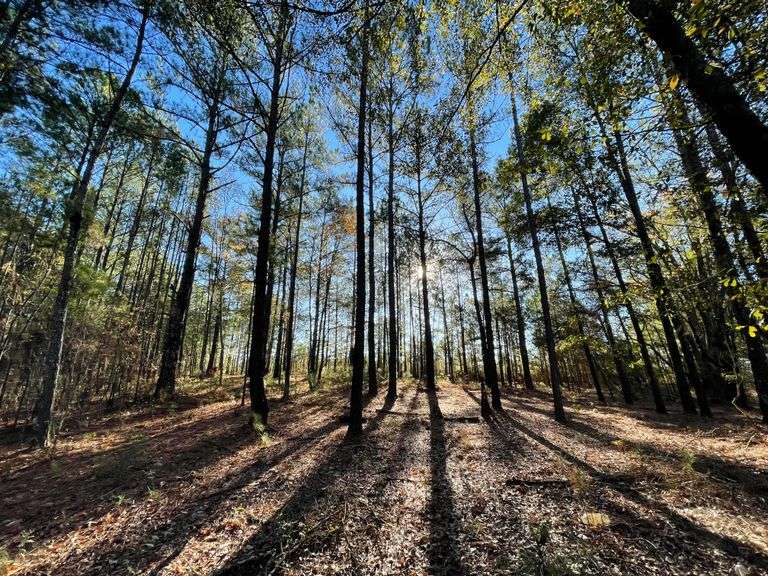 128 acres, Metter, GA