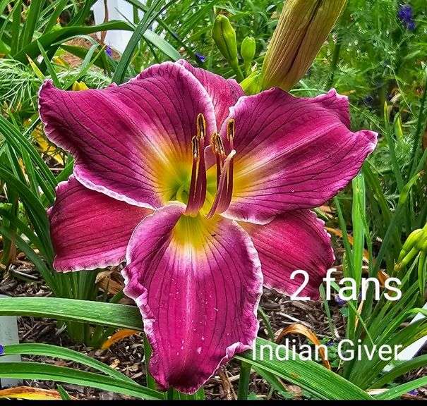 5 different Registered Daylilies, dug fresh, washed and cut back, and