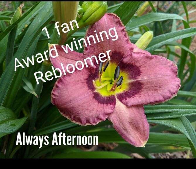 5 different Registered Daylilies, dug fresh, washed and cut back, and