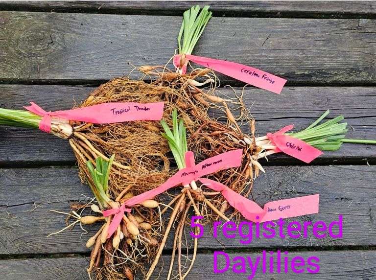 5 different Registered Daylilies, dug fresh, washed and cut back, and
