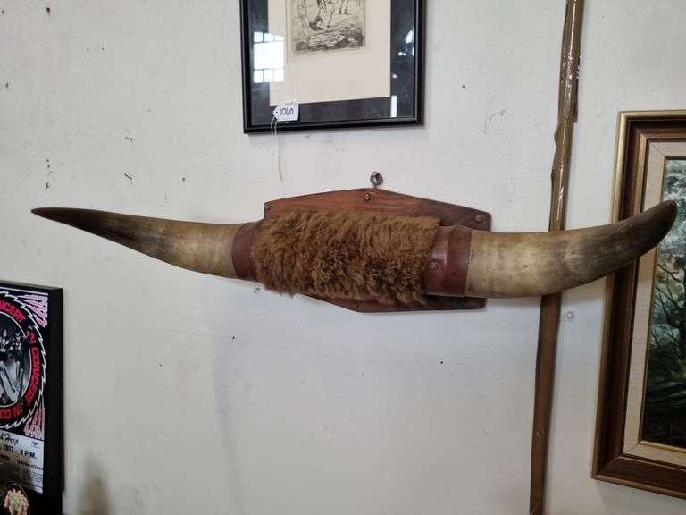 Mounted bull horns Tullochs Auctions